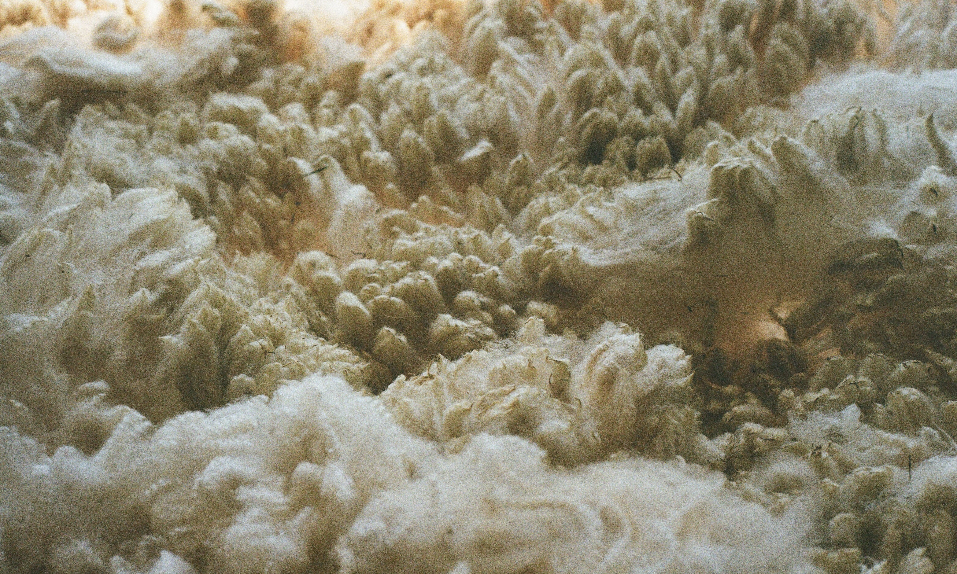 Climate Beneficial™ Wool